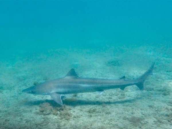 Tiburón tollo fino avistado Chile.