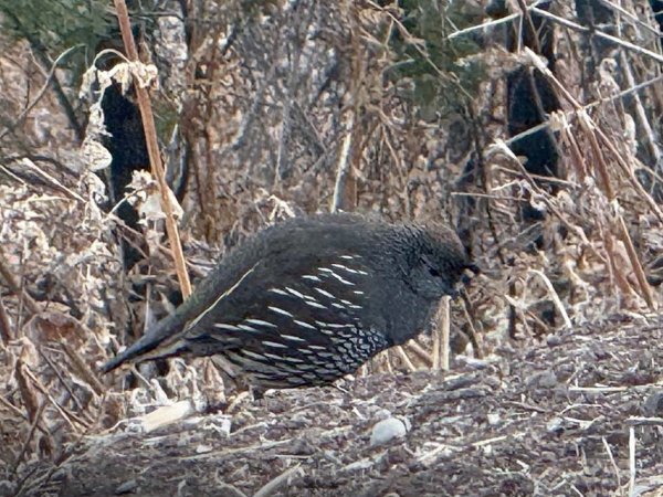 Grupo de personas observando aves en el Parque Metropolitano de Santiago durante el Día Mundial de la Naturaleza.