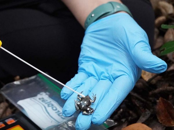 Guardaparques observando una Ranita de Darwin en el bosque lluvioso del Parque Nacional Vicente Pérez Rosales.