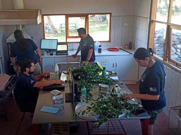 Investigadores de la USM realizando estudios sobre inflamabilidad en la Reserva Nacional Río de los Cipreses.