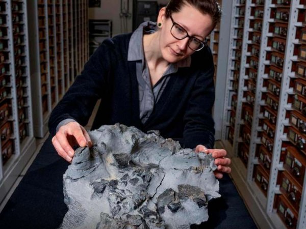 Científica trabajando en la extracción del fósil de dinosaurio en Escocia.