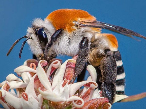 Inauguración del Centro Nacional de Innovación Apícola en la Universidad de Chile con autoridades y científicos presentes.