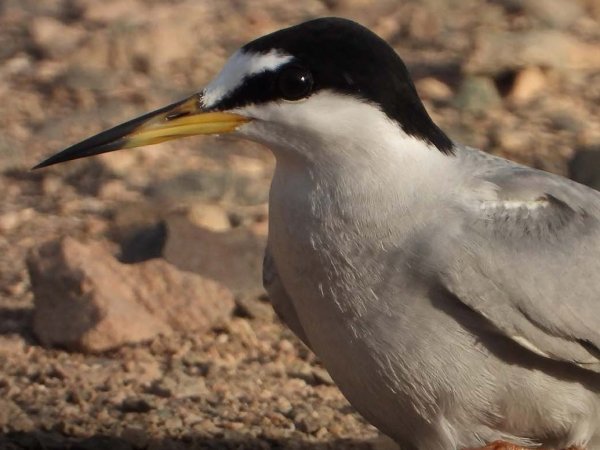 Gaviotín chico en su hábitat natural en el norte de Chile, una especie protegida por el nuevo plan de conservación.