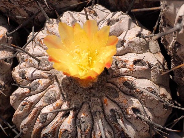 Copiapoa floreciendo en el Desierto de Atacama.