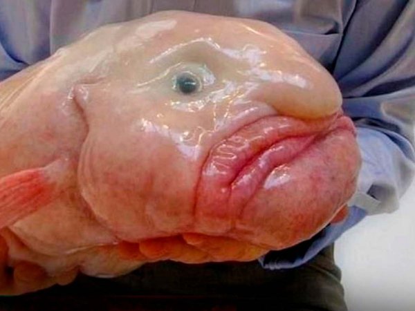 Pez borrón (Psychrolutes marcidus), elegido 