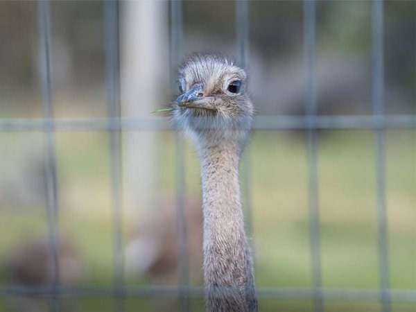 Ñandúes patagónicos siendo trasladados desde Argentina a Chile en histórica translocación binacional.