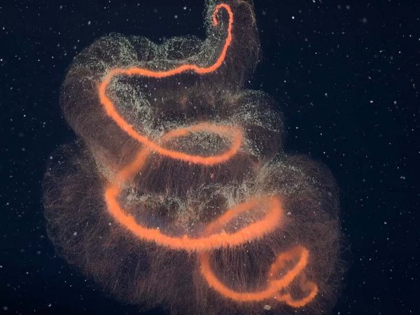 Imagen del ecosistema marino descubierto bajo el iceberg A-84 en la Antártida, mostrando corales y esponjas.