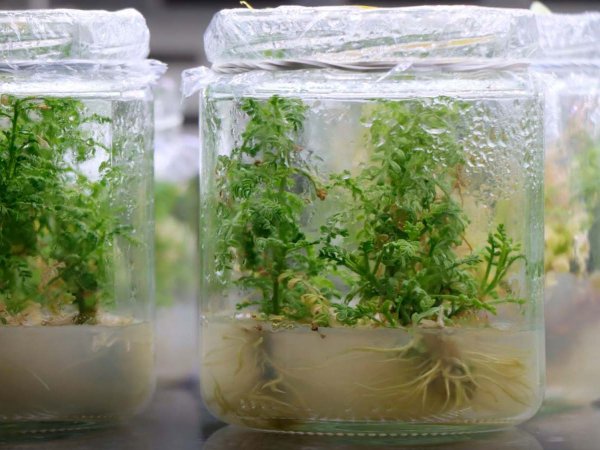 Investigadores de la USM y PUCV entregan ejemplares de Adesmia balsamica al Jardín Botánico de Viña del Mar.