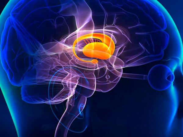 Ilustración del tálamo activado en el cerebro humano durante la percepción consciente.