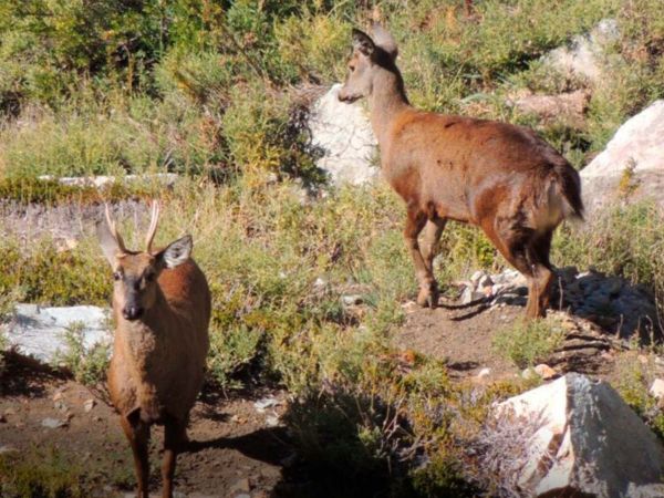 Pareja de huemules vista CONAF.