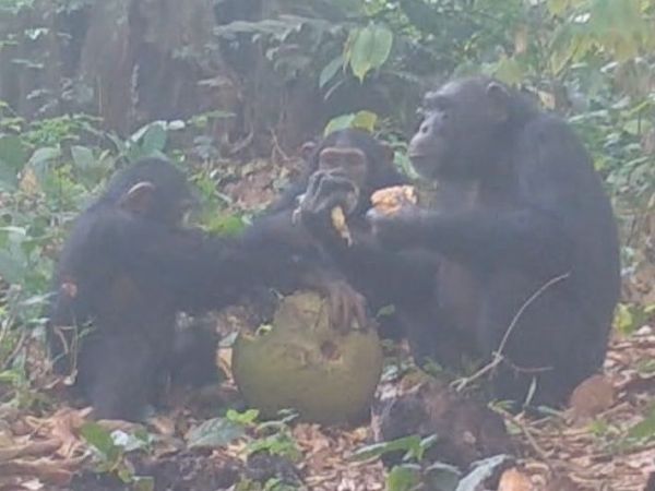 Chimpancés salvajes comiendo y compartiendo fruta con alcohol