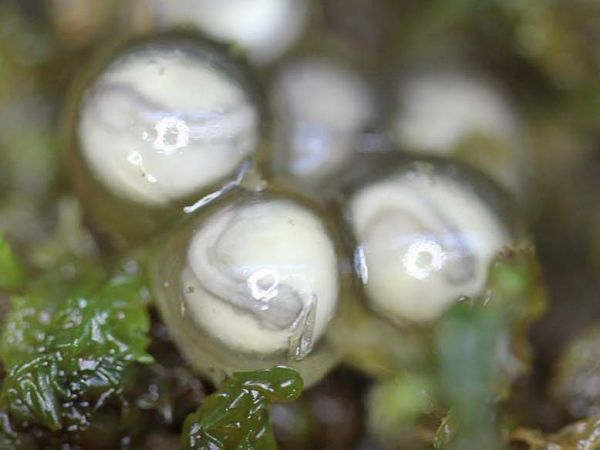 Huevitos de Ranita de Darwin Londres.