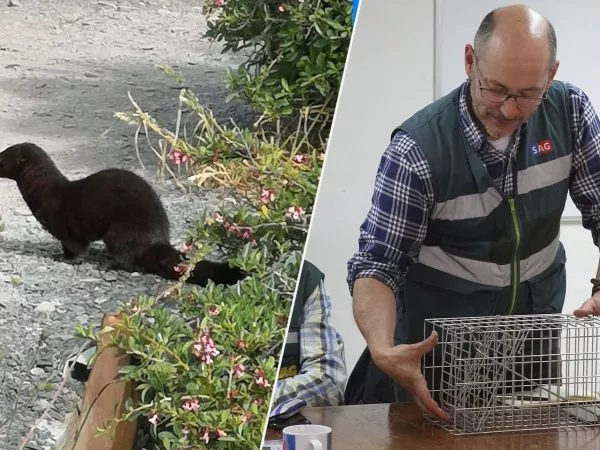 Visón americano y SAG