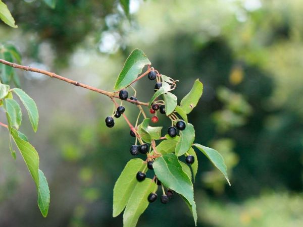 Investigadores chilenos desarrollan conservante natural de alimentos usando hojas de maqui.