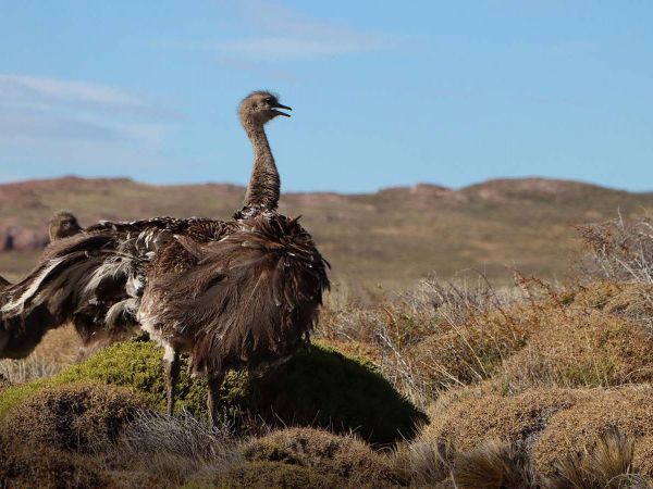 Choiques corriendo en libertad en la estepa del Parque Nacional Patagonia, tras su liberación en abril de 2025.