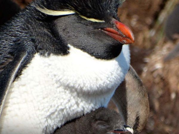 Pingüino de penacho amarillo austral.