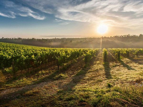 Huerto agrícola sostenible y eficiente.