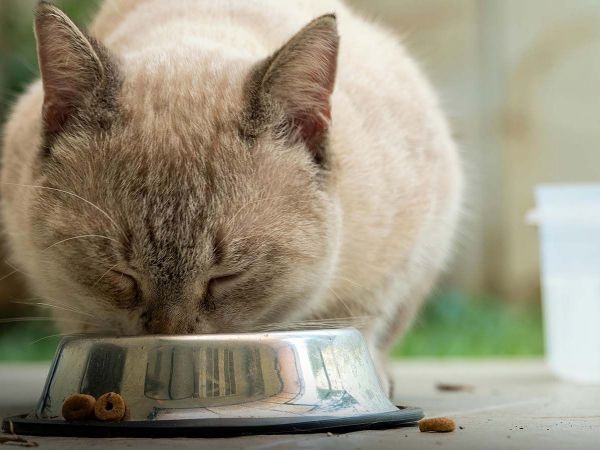 Gato comiendo.
