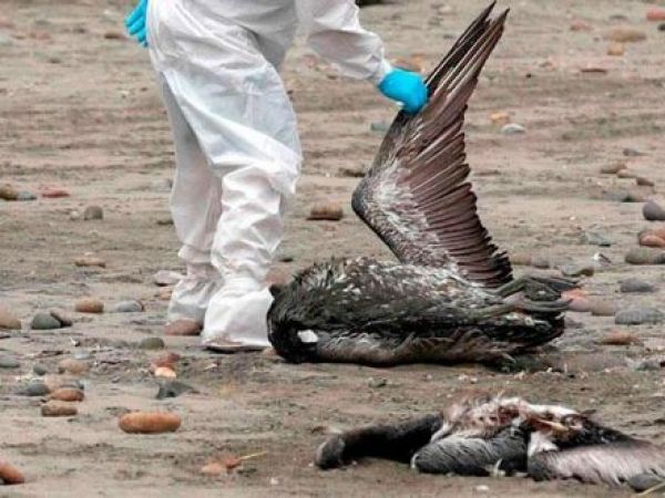 Influenza aviar H5N1