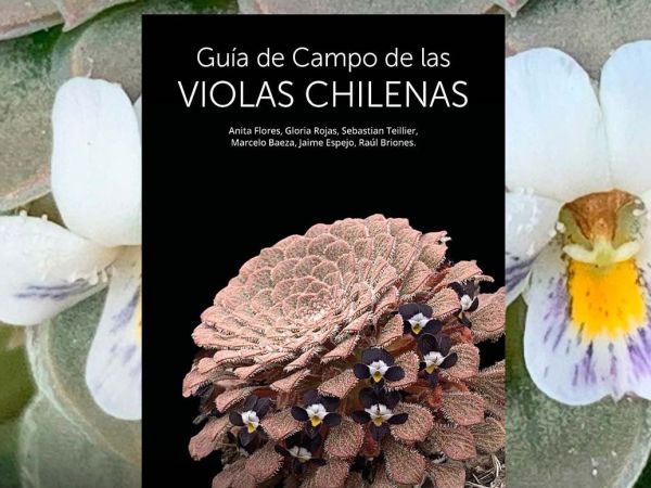 Portada de la guía de campo de violas chilenas presentada por Corma.