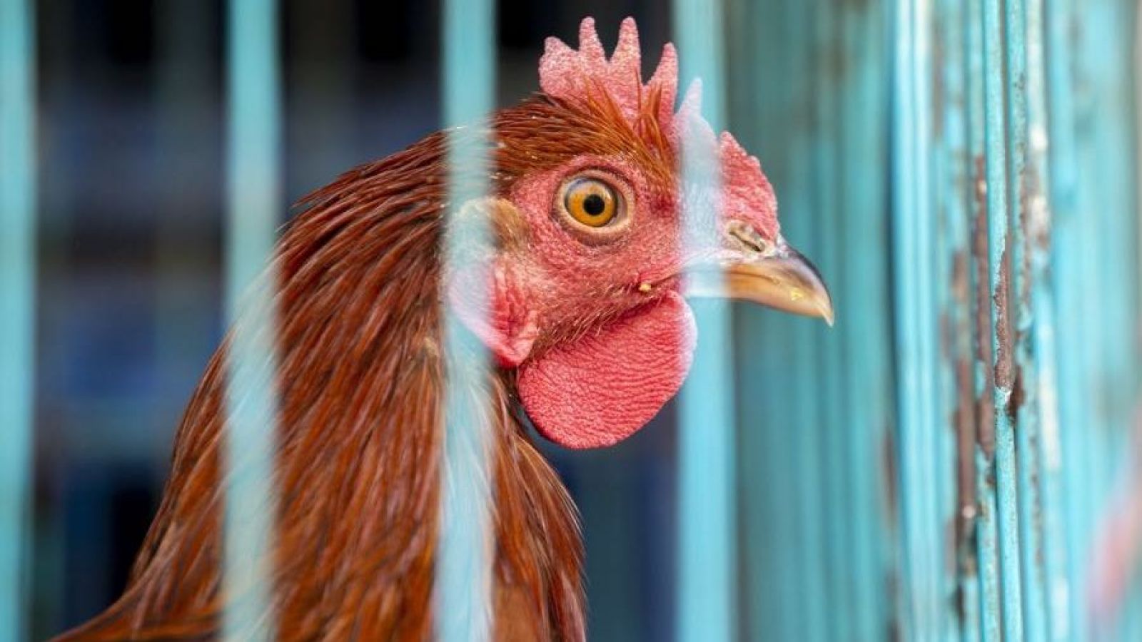 Gripe aviar en Brasil