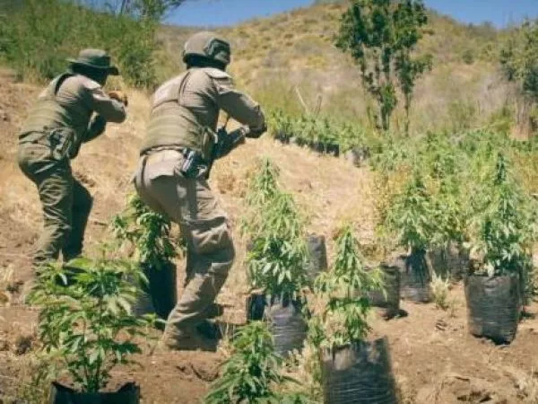 Del crimen urbano al campo, la nueva ruta de la delincuencia narco