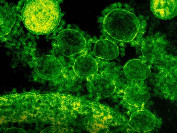 Representación de la bacteria Niallia tiangongensis descubierta en la estación espacial Tiangong.