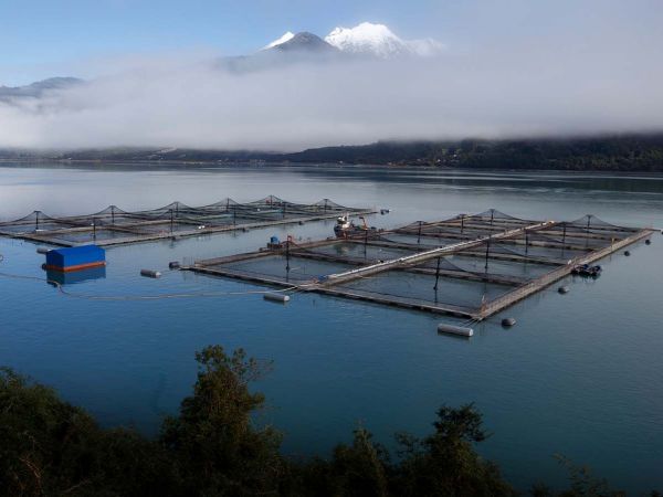 Residuos de la industria salmonera procesados para fertilizante agrícola en laboratorio de INIA Intihuasi.