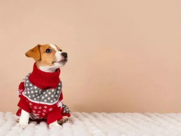 Perro abrigado