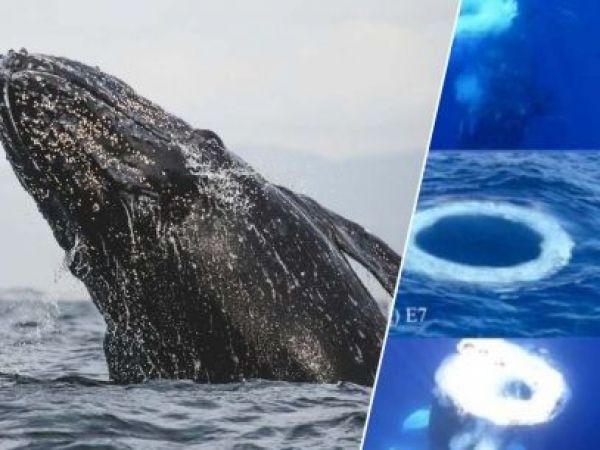 Ballenas y círculos en el agua