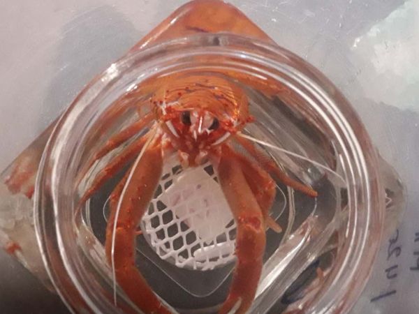 Langostino colorado del Pacífico Sur, estudiado por Erika Jorquera en condiciones de hipoxia y alta acidez.