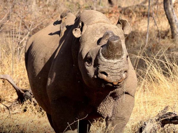 Rinoceronte descornado.