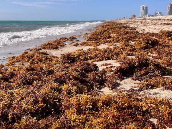 Cinturón de sargazo en el Atlántico acercándose al Caribe y las costas de Florida en 2025.