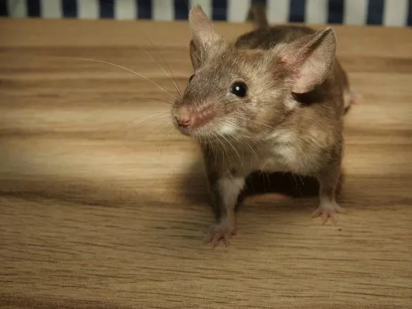 Ratón. Experimento en ratones con alopecia