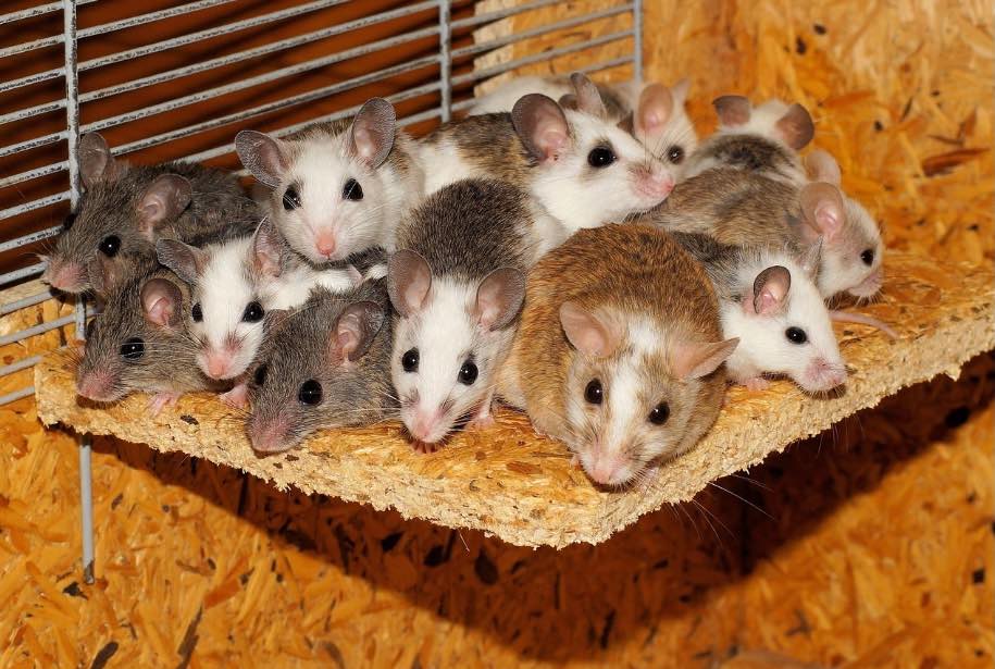 Ratones