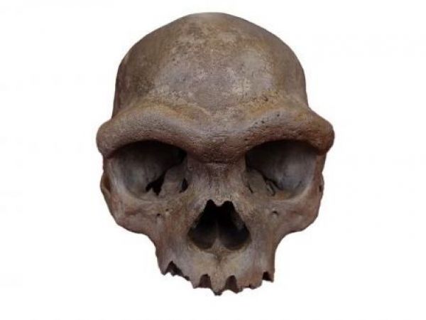 Cráneo de Harbin