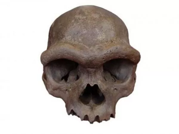 Cráneo de Harbin