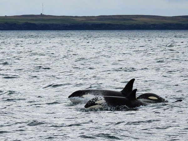 Orcas en su hábitat natural.