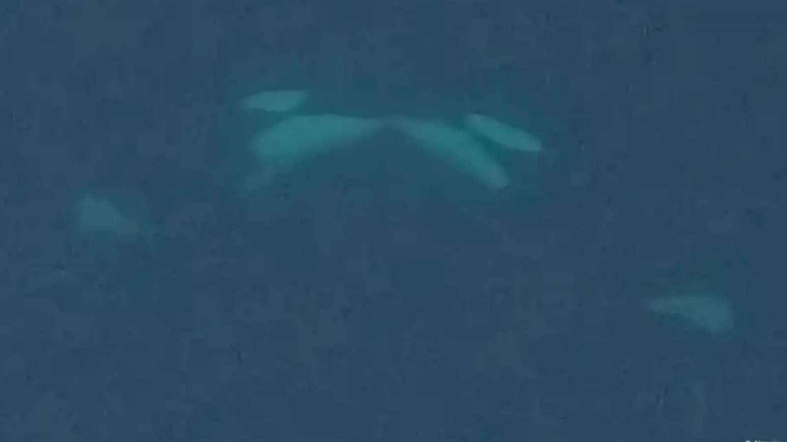 Orcas besándose