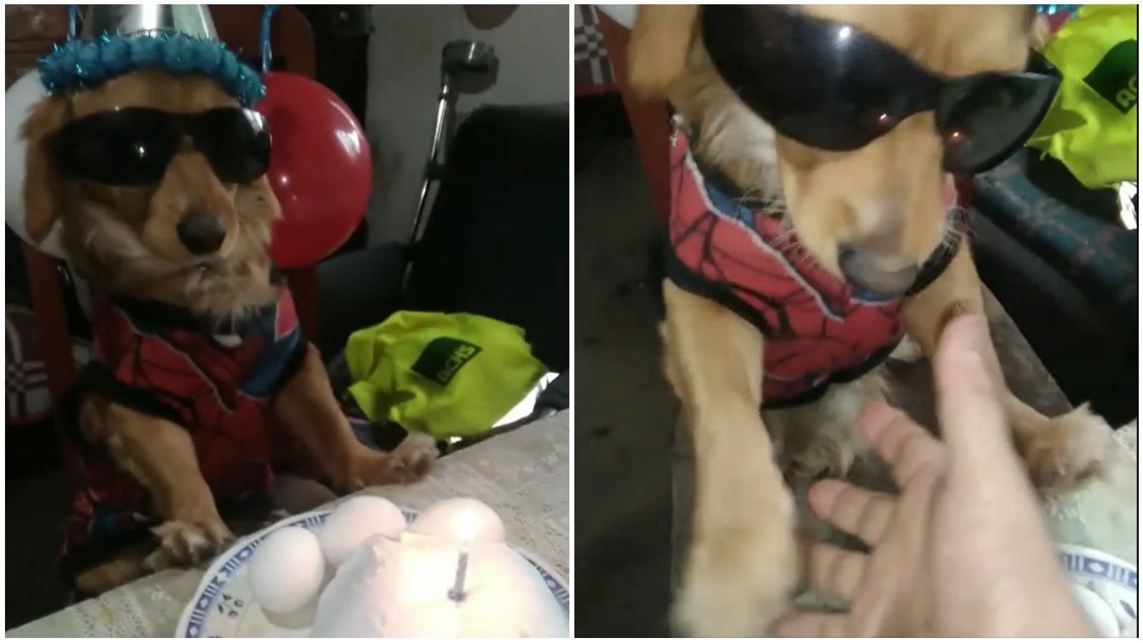Perro "Julio el Bakan" en TikTok