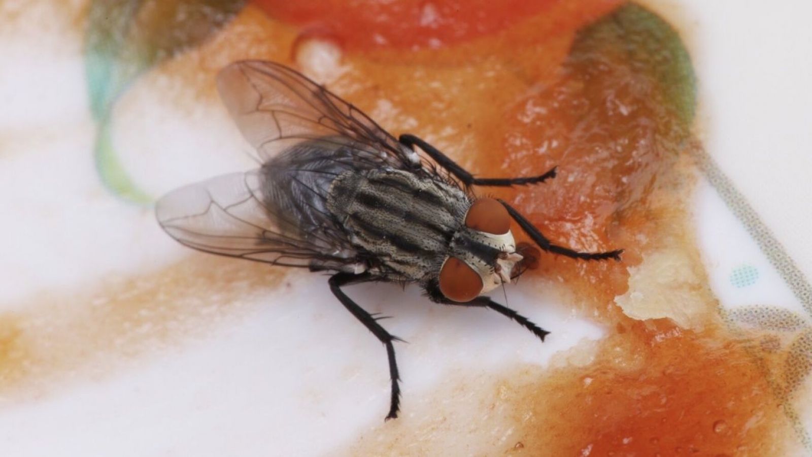 Mosca arriba de comida