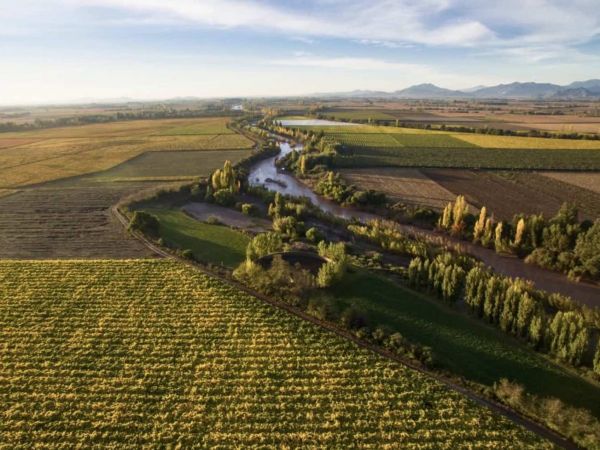 Viña Maquis - Colchague