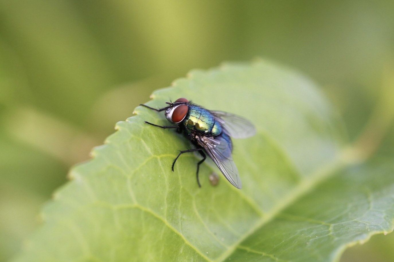 Mosca
