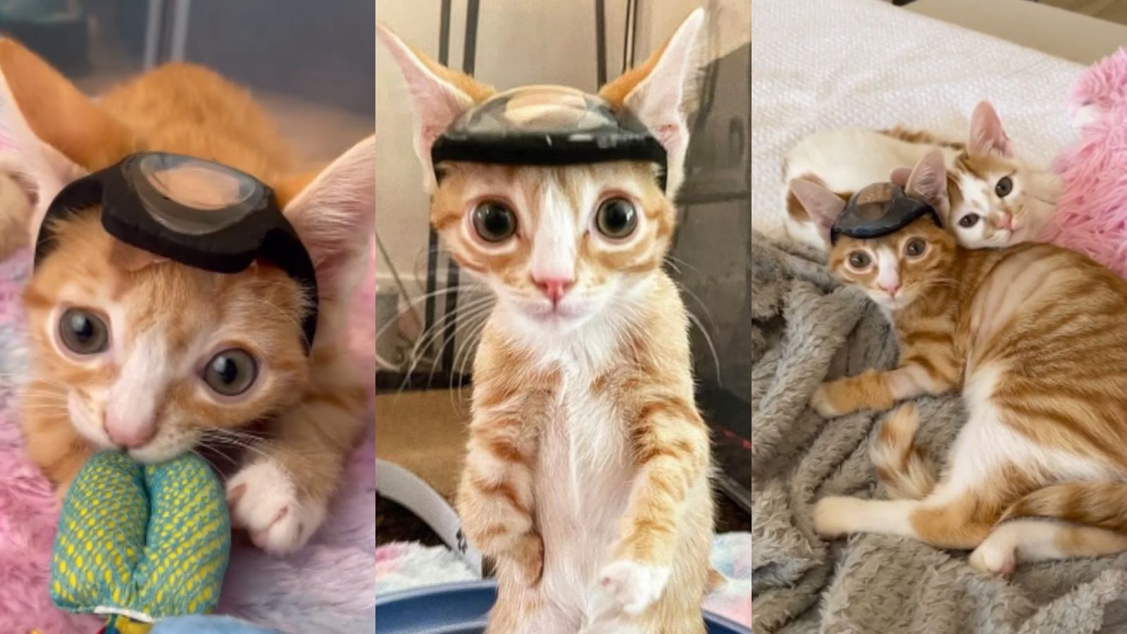 Gatito que usaba casco para vivir