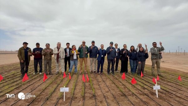 Investigadores del INIA revisan plantaciones de arroz Jaspe FL INIA en la parcela experimental de Pampa Concordia, Arica y Parinacota, bajo cielo despejado.
