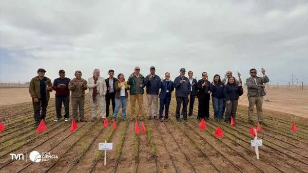 Investigadores del INIA revisan plantaciones de arroz Jaspe FL INIA en la parcela experimental de Pampa Concordia, Arica y Parinacota, bajo cielo despejado.