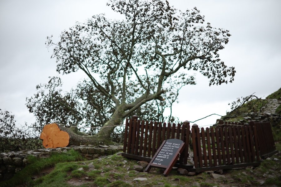 Árbol de Robin Hood