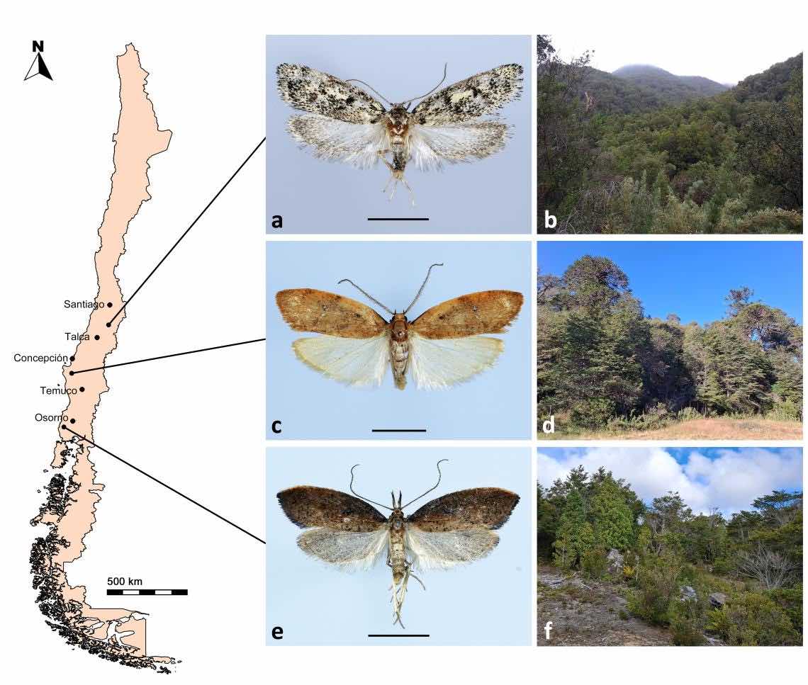 Nuevas mariposas en Chile