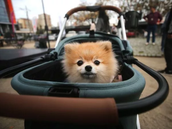 Perro en un coche por el Día del Perro.