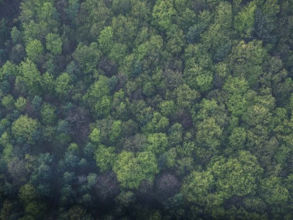 Bosques certificados por PEFC en Chile adaptados a la nueva norma europea de Deforestación Cero.